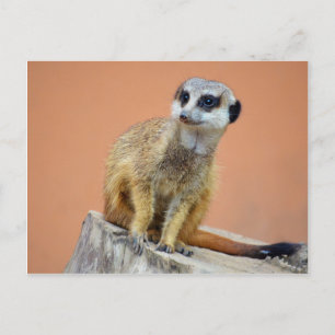 Carte Postale Belle meerkat