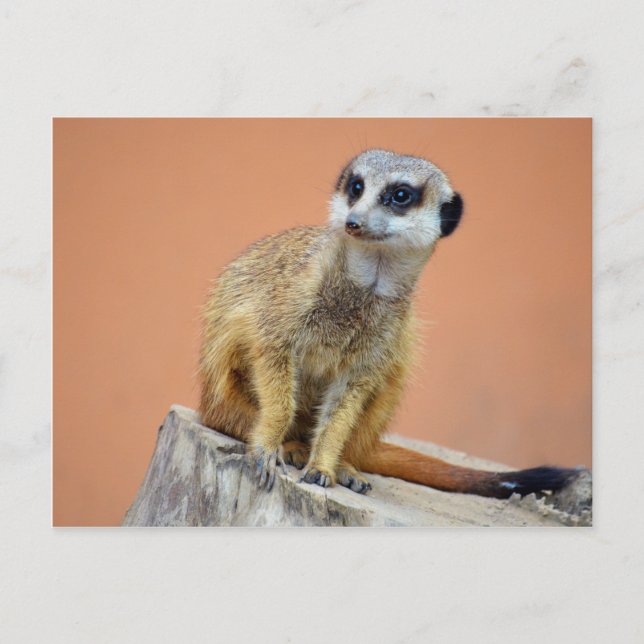 Carte Postale Belle meerkat (Devant)