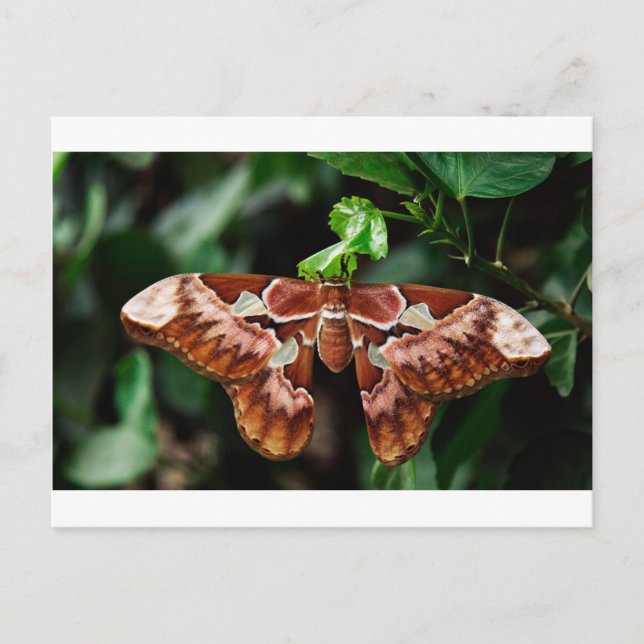 Carte Postale Belle Moth Atlas (Devant)