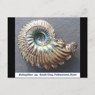 Carte Postale Belle nacre à l'ammonite fossile