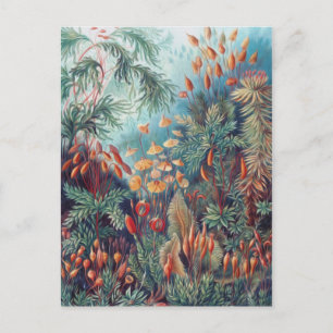 Carte Postale Belle Nature - Mousses