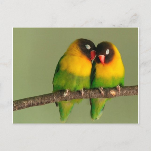 Carte Postale Belle paire de Lovebirds (Devant)