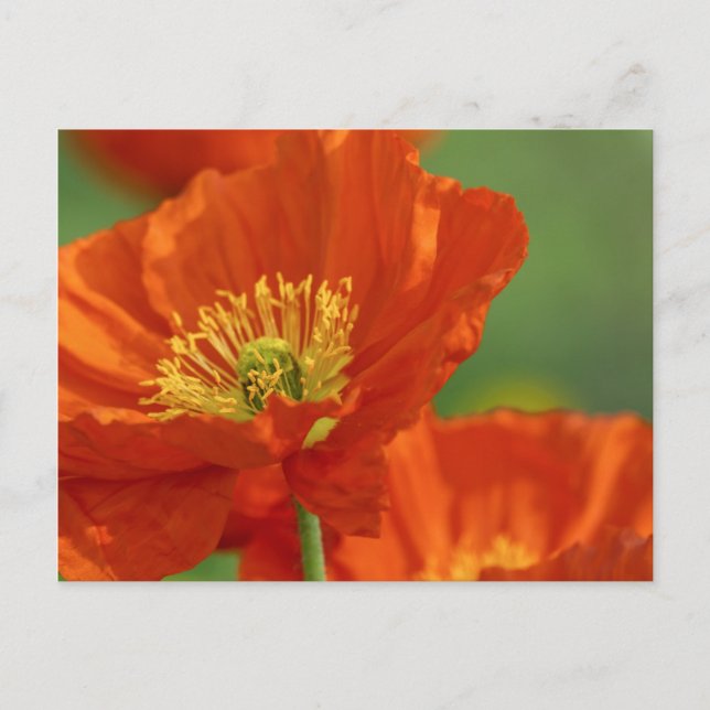 Carte Postale Belle Pavot Rouge (Devant)