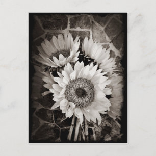 Carte Postale Belle photo de bouquet de tournesol en noir et bla