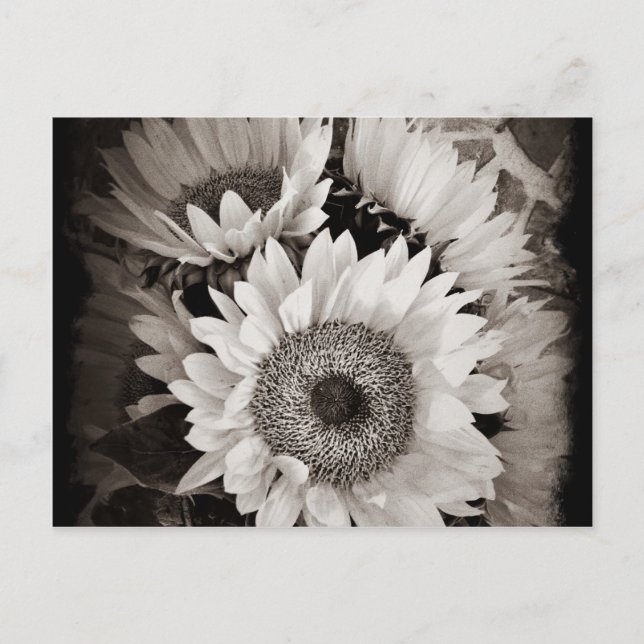 Carte Postale Belle photo de bouquet de tournesol en noir et bla (Devant)