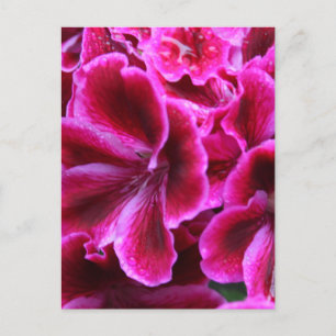 Carte Postale Belle photo de géranium rouge et rose