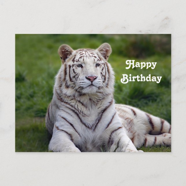 Carte Postale Belle photo de tigre blanc Anniversaire (Devant)