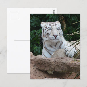 Carte Postale Belle photo de tigre blanc du Bengale