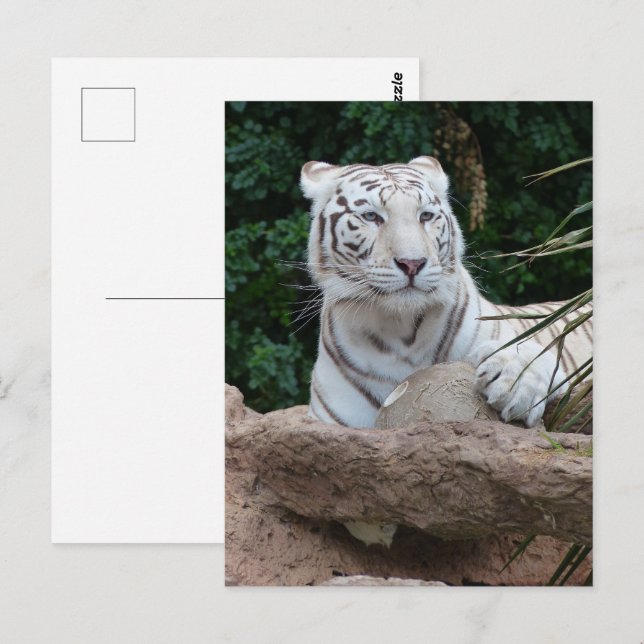 Carte Postale Belle photo de tigre blanc du Bengale (Devant / Derrière)