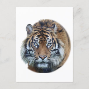 Carte Postale Belle photo du visage du tigre du Bengale
