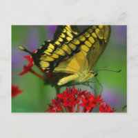 Belle photo Monarch Butterfly