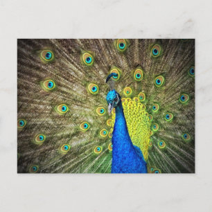 Carte Postale Belle photo Peacock