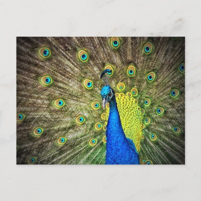 Carte Postale Belle photo Peacock (Devant)