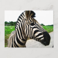 Belle photo Zebra