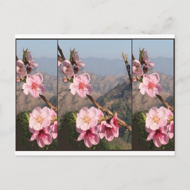 Carte Postale Belle plantation de fruits UttraKHAND Flower India (Devant)