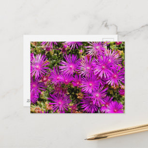 Carte Postale Belle Plante de glace violet Fleurs