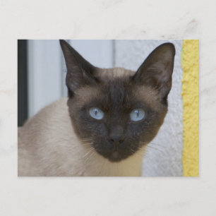 Carte Postale Belle pointe de phoque Chat siamois