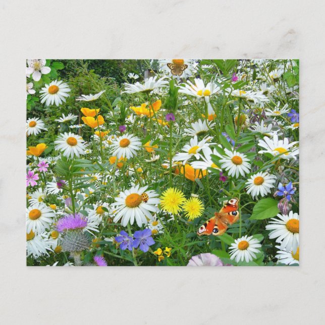 Carte Postale Belle prairie Fleur sauvage et papillon (Devant)