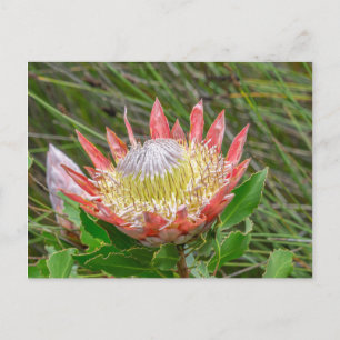 Carte postale - Belle Protea au Cap