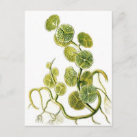 Belle reproduction plante d'algues rétro par Haeck