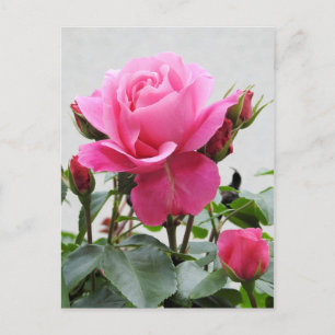 Carte Postale Belle rose rose rose