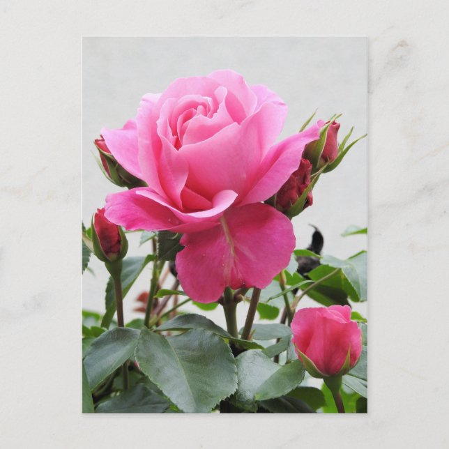 Carte Postale Belle rose rose rose (Devant)
