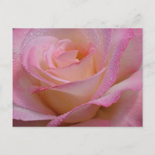 Carte postale Belle rose rose rose