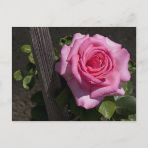 Carte Postale Belle rose rose rose