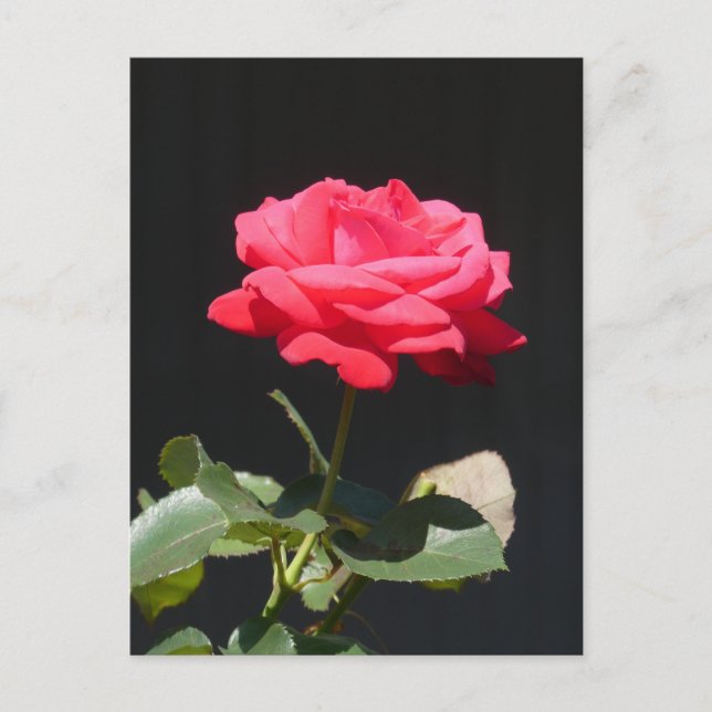 Carte Postale Belle rose rose rouge Gros plan do-it-yourself car (Devant)