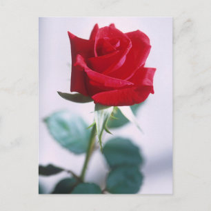 Carte Postale Belle Rose Rouge