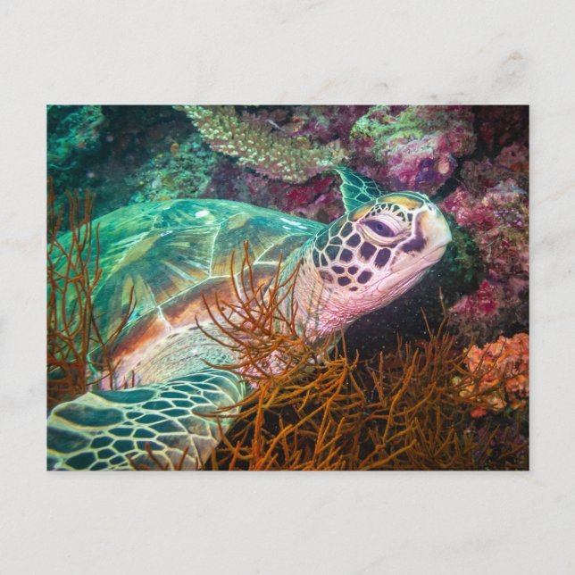 Carte Postale Belle tortue de mer et Plantes marins (Devant)