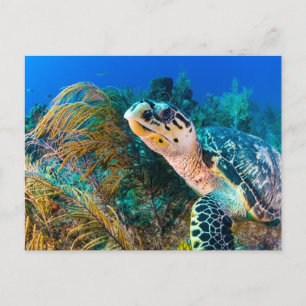 Carte Postale Belle Tortue de Mer et Vie Marine