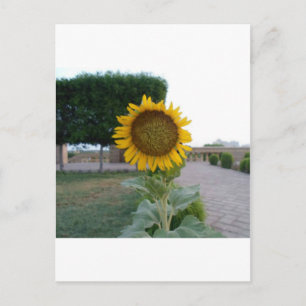 Carte Postale Belle Tournesol Superbe