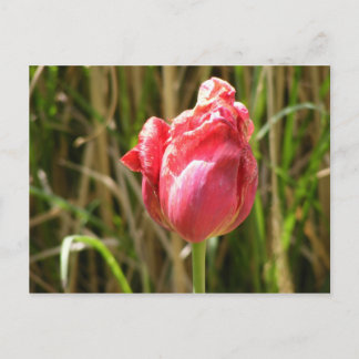 CARTE POSTALE BELLE TULIP