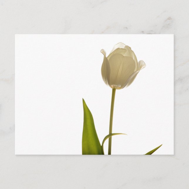 Carte Postale Belle tulipe blanche sur arrière - plan blanc (Devant)