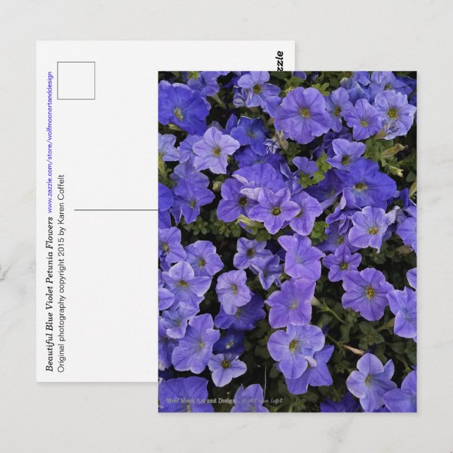 Carte Postale Belle Violet Bleu Pétunia Fleurs Photo (Devant / Derrière)