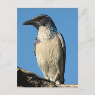 Carte Postale Belle Western Scrub Jay