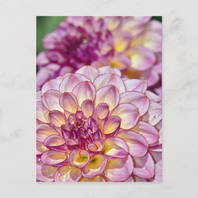 Carte Postale Belles fleurs de dahlia roses (Devant)