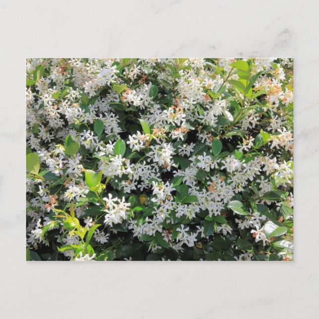 Carte Postale Belles fleurs de jasmin (Devant)