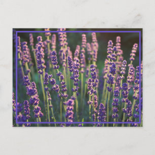 Carte Postale Belles Fleurs de Lavande Lumineuses