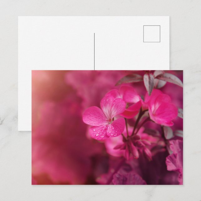 Carte Postale Belles fleurs de printemps (Devant / Derrière)