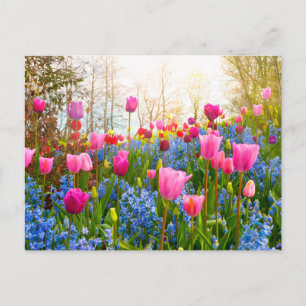 Carte Postale Belles fleurs de printemps - Tulipes et Hyacinth