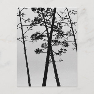 Carte Postale Belles fleurs de tiges