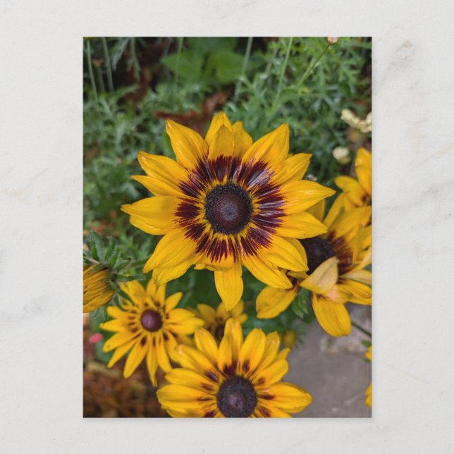 Carte Postale Belles fleurs jaunes (Devant)