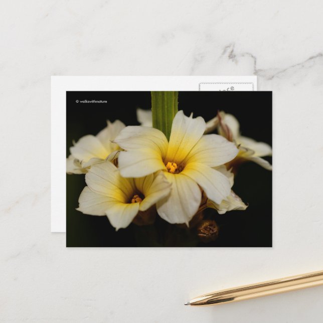 Carte Postale Belles fleurs satinées sur noir (Devant/Arrière en situation)