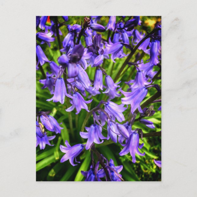 Carte Postale Belles fleurs violettes (Devant)