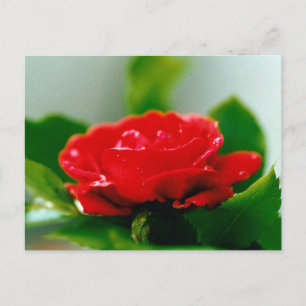 Carte Postale Belles gouttes de rosée sur une rose rouge 