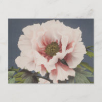 Belles impressions photomécaniques des fleurs de p