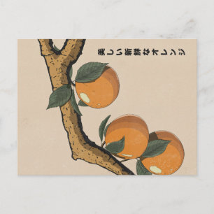 Carte Postale Belles oranges fraîches