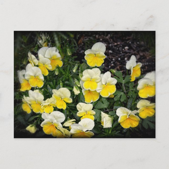 Carte Postale Belles Pansies Jaunes (Devant)
